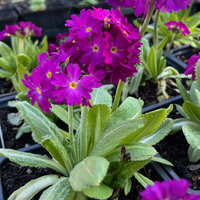 Primula denticulata 'Rubra'